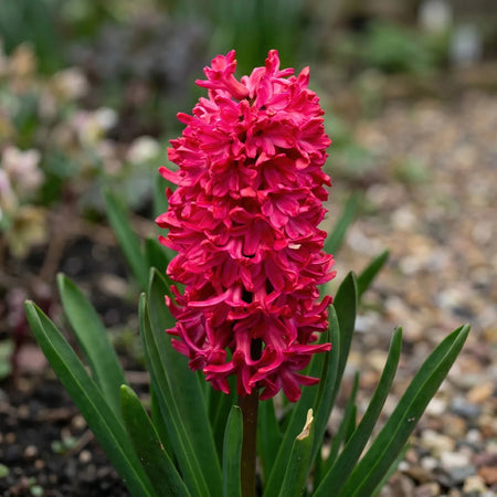 Hyacinthus 'Jan Bos' (Hyacinth) - Harding & Bloom
