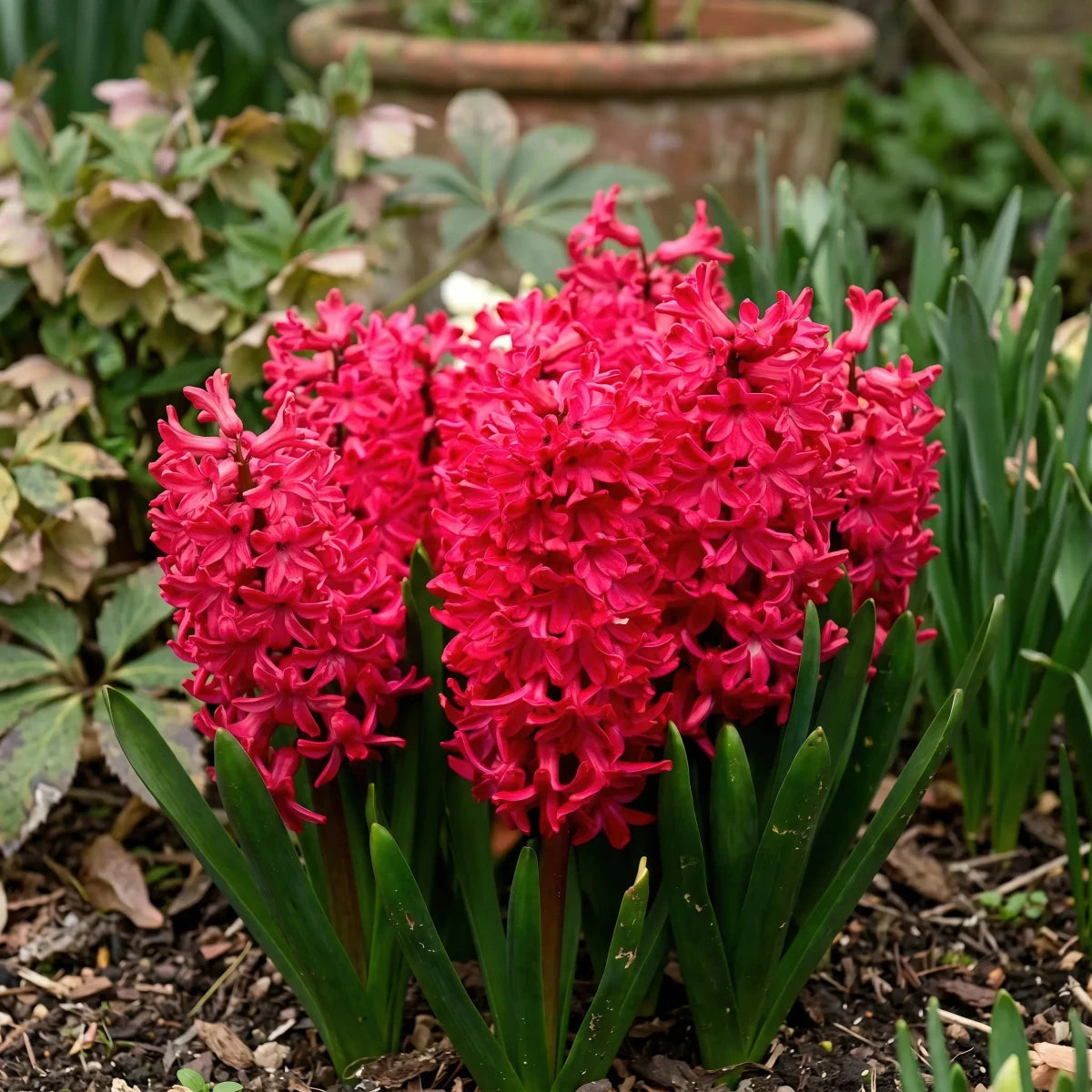 Hyacinthus 'Jan Bos' (Hyacinth) - Harding & Bloom