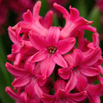 Hyacinthus 'Jan Bos' (Hyacinth) - Harding & Bloom