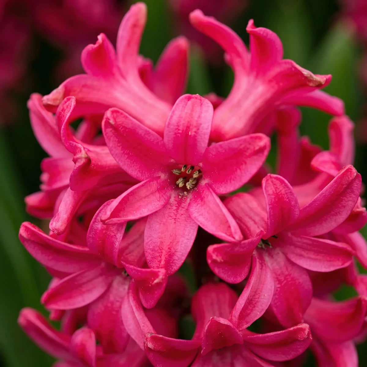 Hyacinthus 'Jan Bos' (Hyacinth) - Harding & Bloom