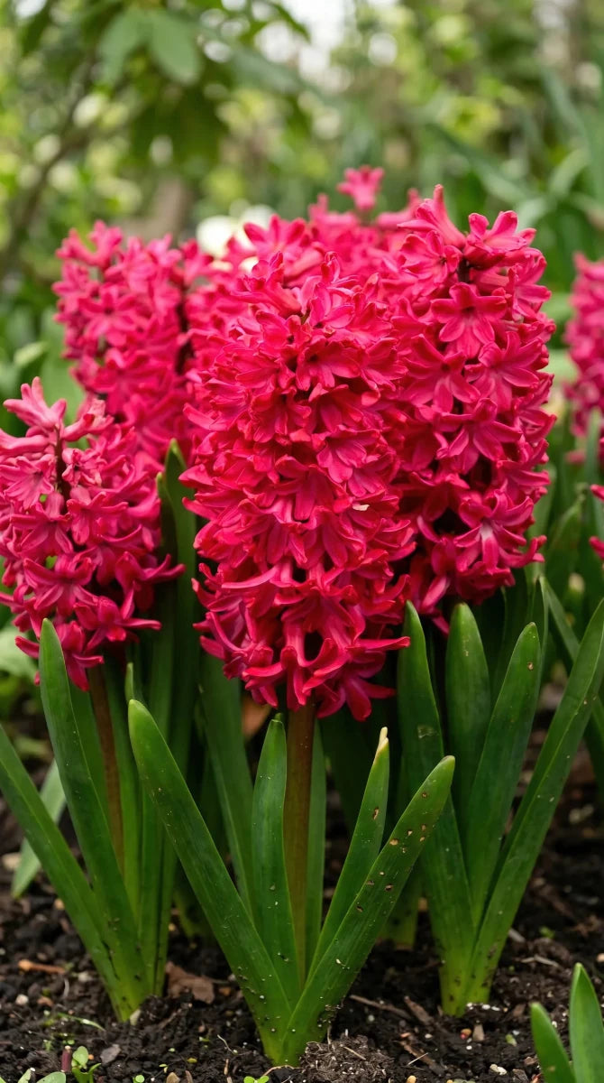Hyacinthus 'Jan Bos' (Hyacinth) - Harding & Bloom