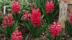 Hyacinthus 'Jan Bos' (Hyacinth) - Harding & Bloom