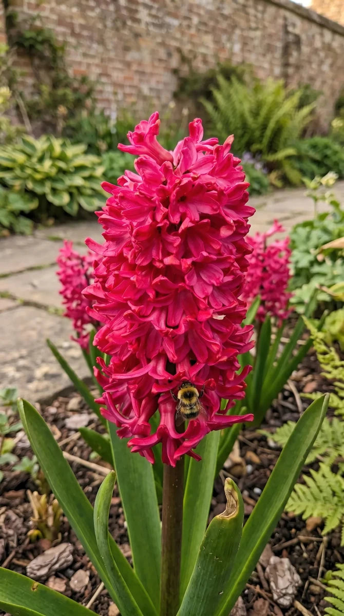 Hyacinthus 'Jan Bos' (Hyacinth) - Harding & Bloom