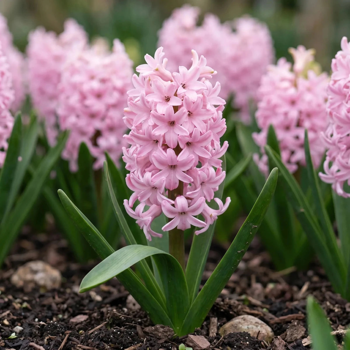 Hyacinthus 'Fondant' (Hyacinth) - Harding & Bloom