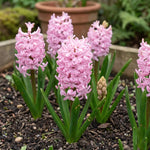 Hyacinthus 'Fondant' (Hyacinth) - Harding & Bloom