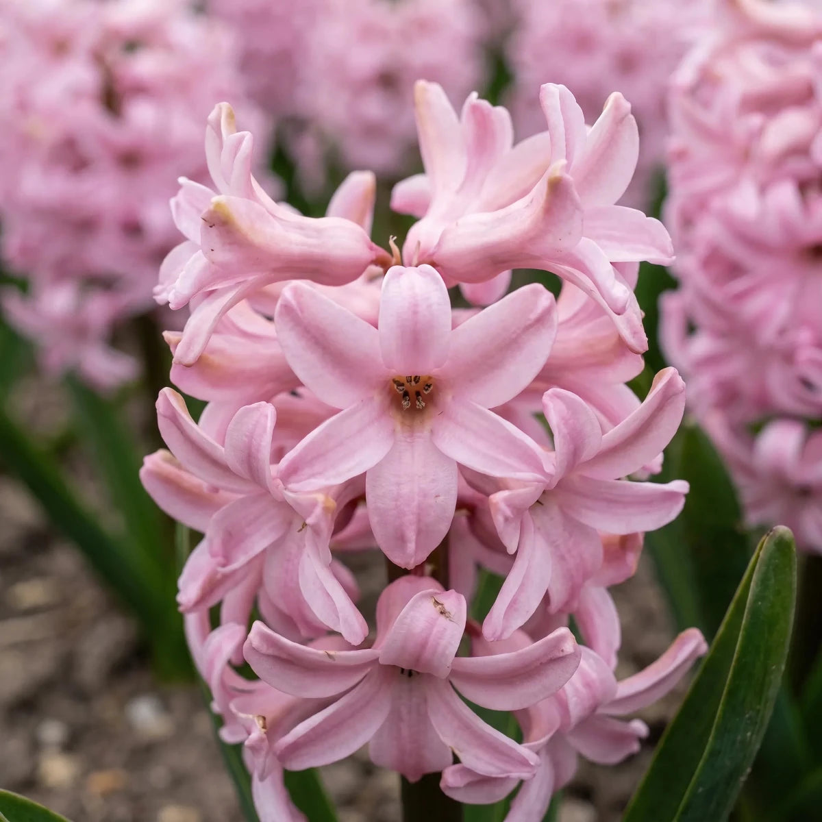 Hyacinthus 'Fondant' (Hyacinth) - Harding & Bloom
