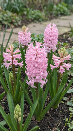 Hyacinthus 'Fondant' (Hyacinth) - Harding & Bloom