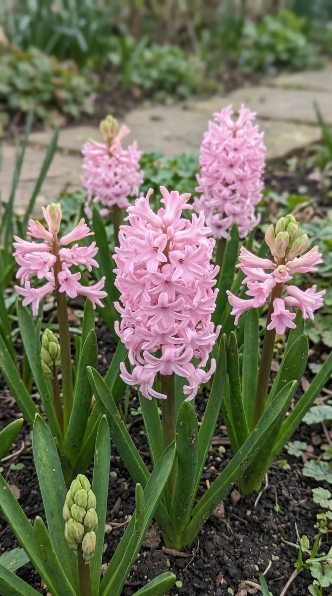 Hyacinthus 'Fondant' (Hyacinth) - Harding & Bloom