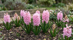 Hyacinthus 'Fondant' (Hyacinth) - Harding & Bloom