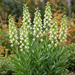 Fritillaria 'Alba' (Persian lily) - Harding & Bloom