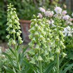 Fritillaria 'Alba' (Persian lily) - Harding & Bloom