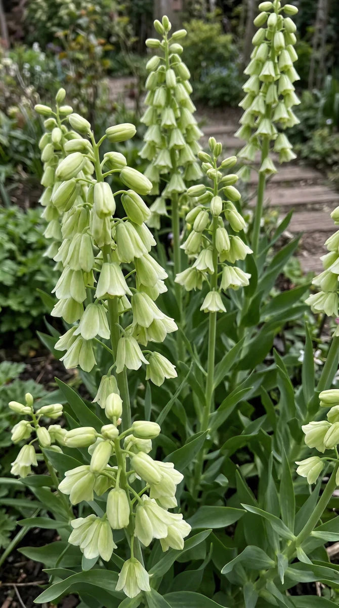 Fritillaria 'Alba' (Persian lily) - Harding & Bloom