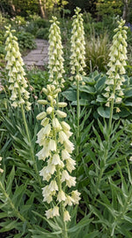 Fritillaria 'Alba' (Persian lily) - Harding & Bloom