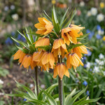 Fritillaria 'Paradise Beauty' - Harding & Bloom