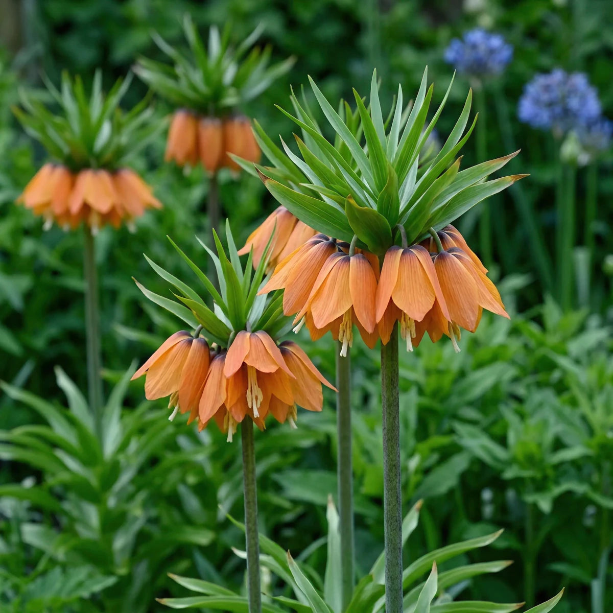 Fritillaria 'Paradise Beauty' - Harding & Bloom