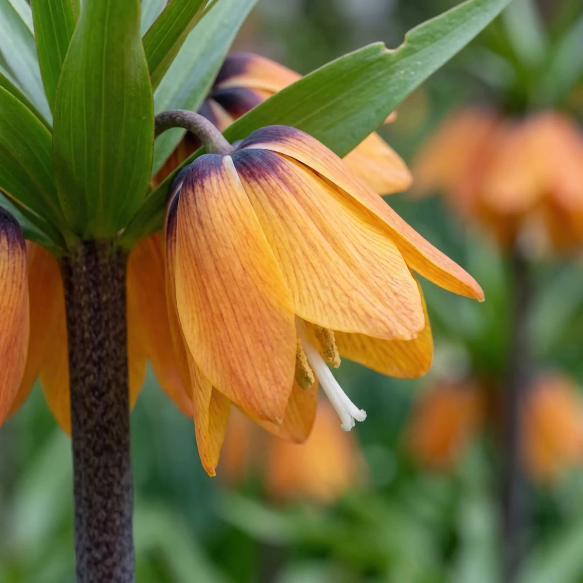 Fritillaria 'Paradise Beauty' - Harding & Bloom