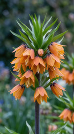 Fritillaria 'Paradise Beauty' - Harding & Bloom