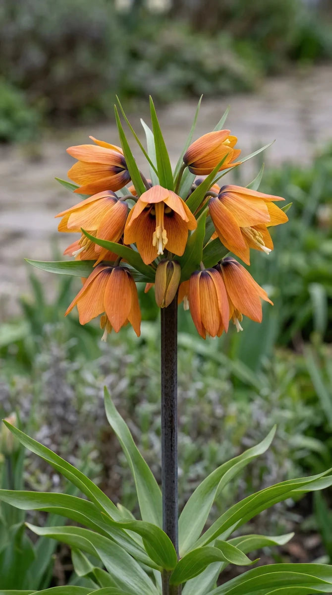 Fritillaria 'Paradise Beauty' - Harding & Bloom