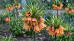 Fritillaria 'Paradise Beauty' - Harding & Bloom