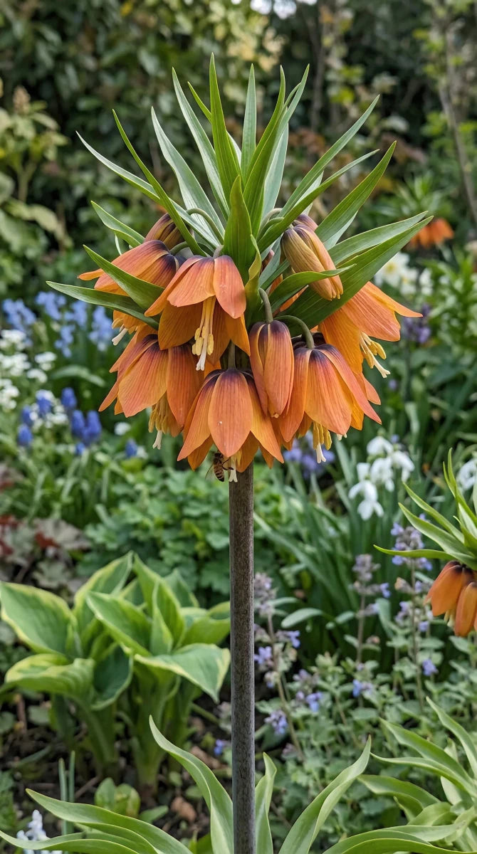 Fritillaria 'Paradise Beauty' - Harding & Bloom