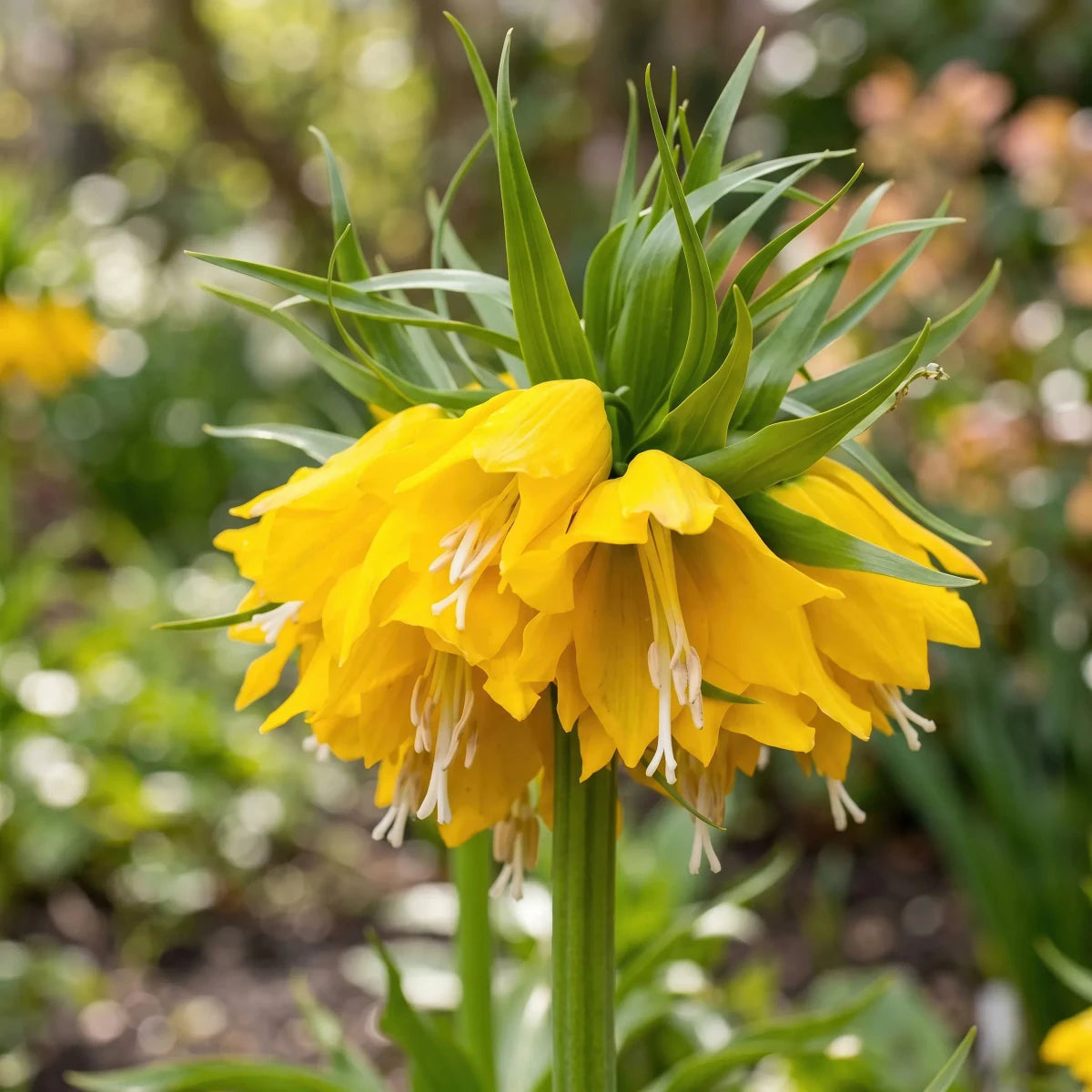 Fritillaria 'Maxima Lutea' (crown imperial) - Harding & Bloom