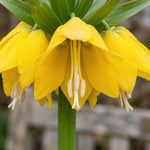 Fritillaria 'Maxima Lutea' (crown imperial) - Harding & Bloom