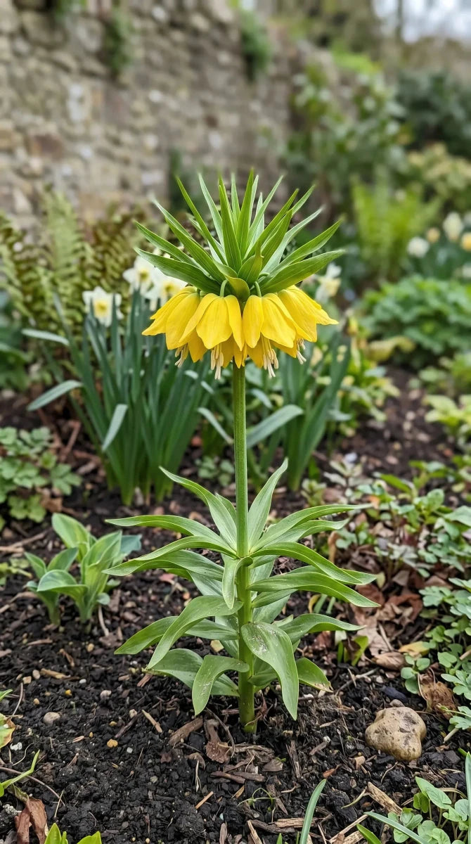 Fritillaria 'Maxima Lutea' (crown imperial) - Harding & Bloom