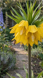Fritillaria 'Maxima Lutea' (crown imperial) - Harding & Bloom