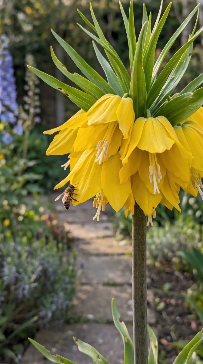 Fritillaria 'Maxima Lutea' (crown imperial) - Harding & Bloom
