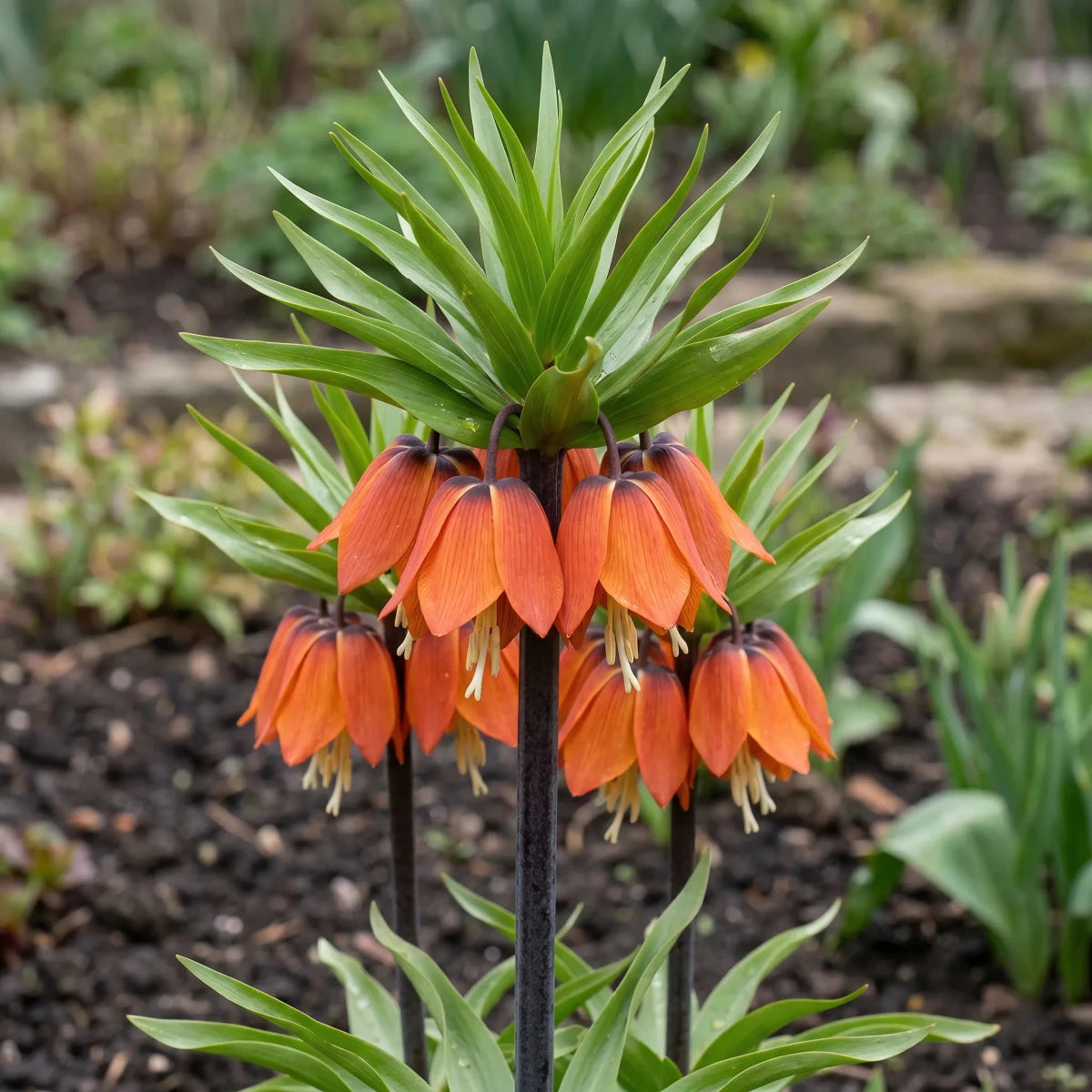 Fritillaria 'Garland Star Imperialis' - Harding & Bloom