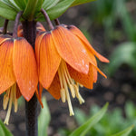 Fritillaria 'Garland Star Imperialis' - Harding & Bloom