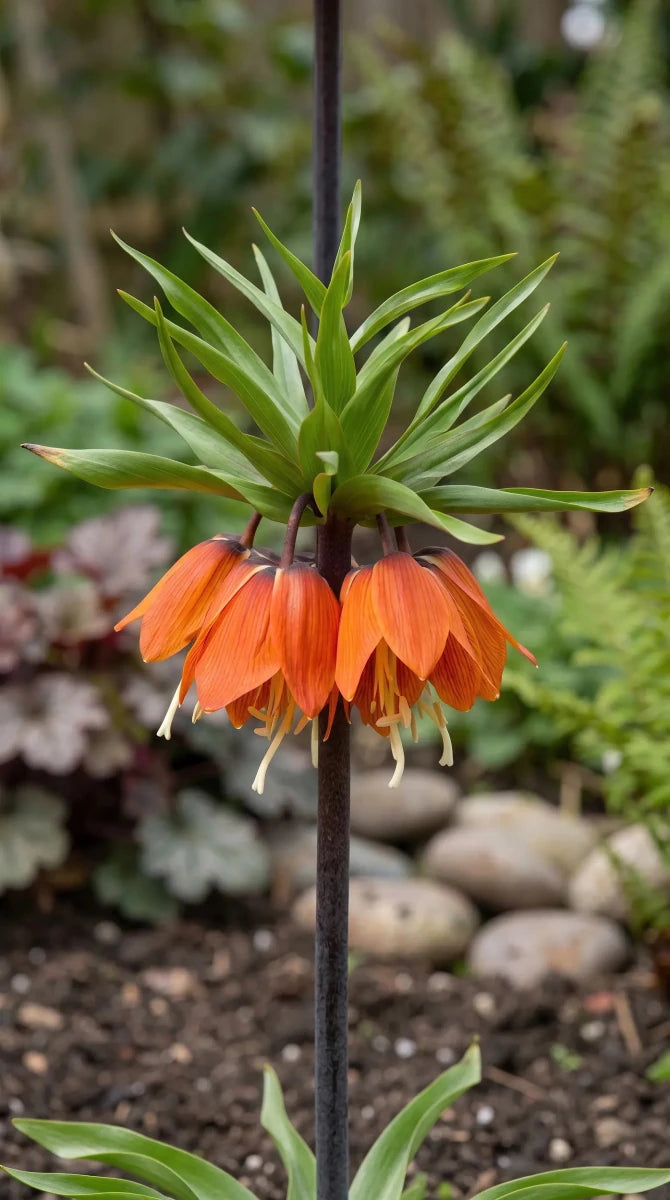 Fritillaria 'Garland Star Imperialis' - Harding & Bloom