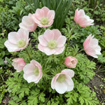 Anemone 'Mistral Salmone' - Harding & Bloom