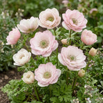 Anemone 'Mistral Salmone' - Harding & Bloom