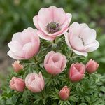 Anemone 'Mistral Salmone' - Harding & Bloom