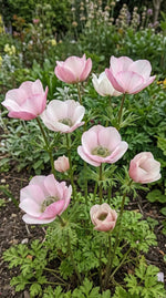 Anemone 'Mistral Salmone' - Harding & Bloom