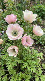 Anemone 'Mistral Salmone' - Harding & Bloom