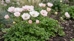Anemone 'Mistral Salmone' - Harding & Bloom
