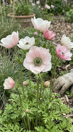 Anemone 'Mistral Salmone' - Harding & Bloom