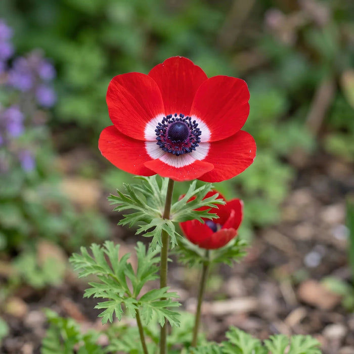 Anemone 'Hollandia' (Garden Anemone)