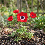 Anemone 'Hollandia' (Garden anemone) - Harding & Bloom