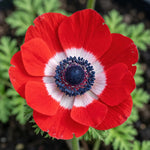 Anemone 'Hollandia' (Garden anemone) - Harding & Bloom