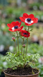 Anemone 'Hollandia' (Garden anemone) - Harding & Bloom