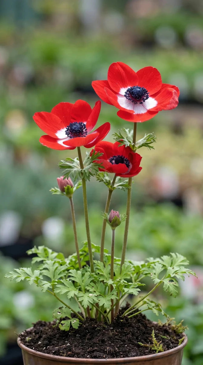 Anemone 'Hollandia' (Garden anemone) - Harding & Bloom