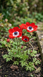Anemone 'Hollandia' (Garden anemone) - Harding & Bloom