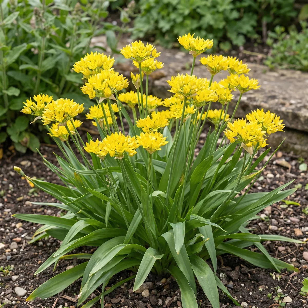 Allium 'Moly Jeannine' (Yellow garlic) image 2