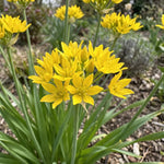 Allium 'Moly Jeannine' (Yellow garlic) image 3