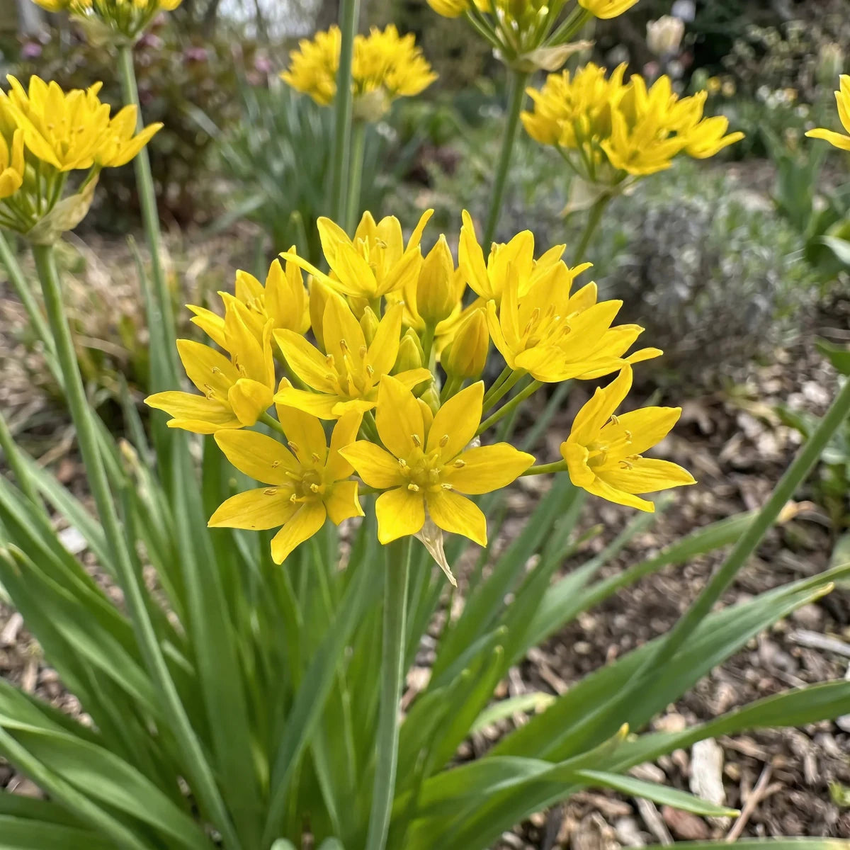 Allium 'Moly Jeannine' (Yellow garlic) image 3