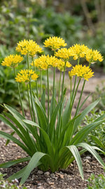 Allium 'Moly Jeannine' (Yellow garlic) image 4