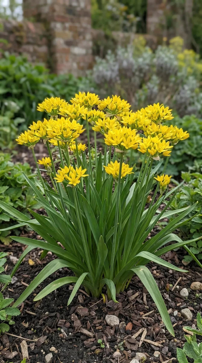 Allium 'Moly Jeannine' (Yellow garlic) image 5